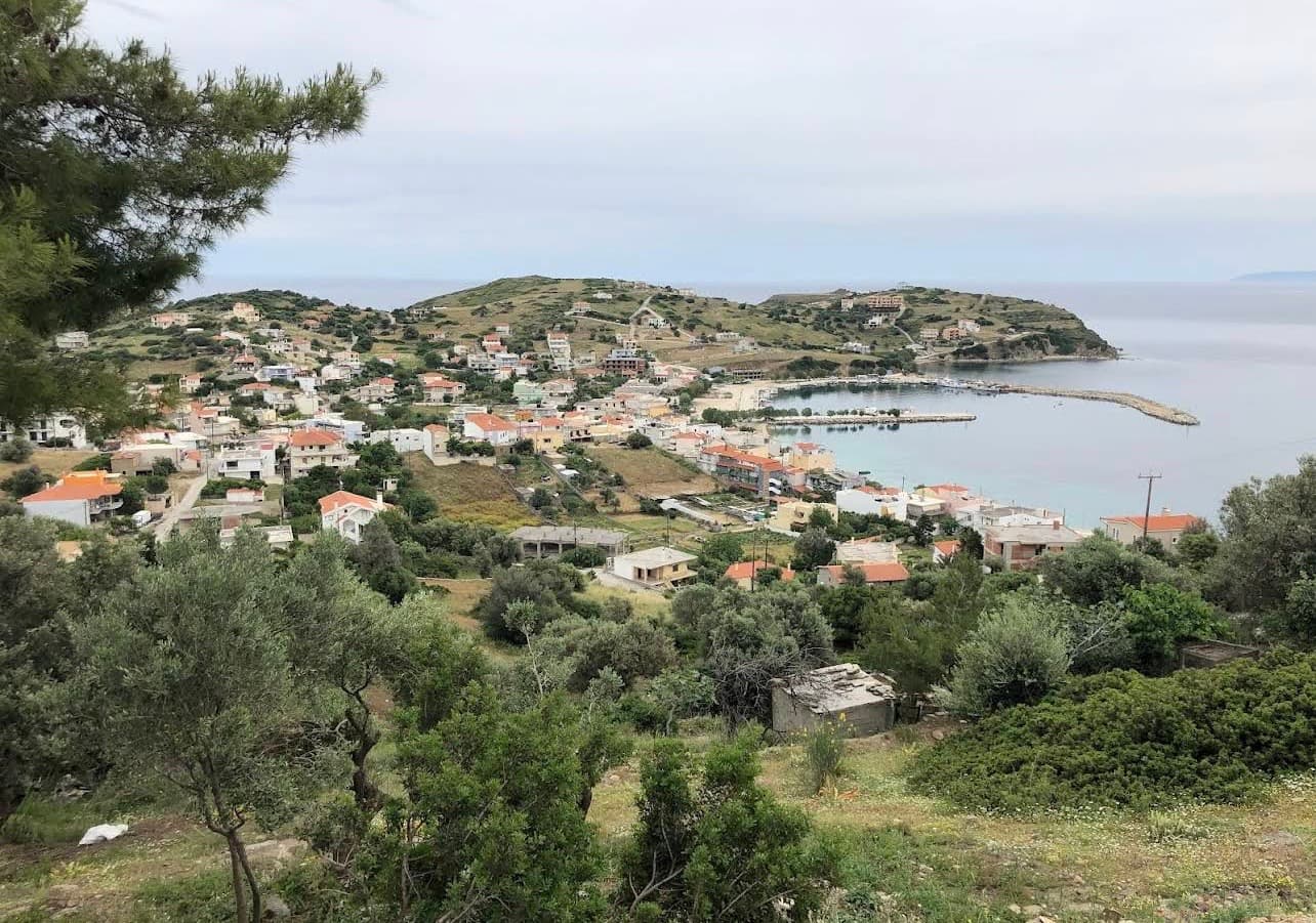 Πέτρινο μονοπάτι μέσα από αιωνόβια ελαιόδεντρα στο Μονοπάτι της Ελιάς στις Πετριές